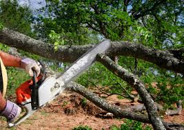 Best Tree Disease Treatment  in Milton, FL